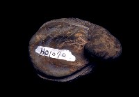 藏品(卷嘴蠣屬)的圖片